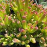 Crassula Ovata Hobbit Jade Plant