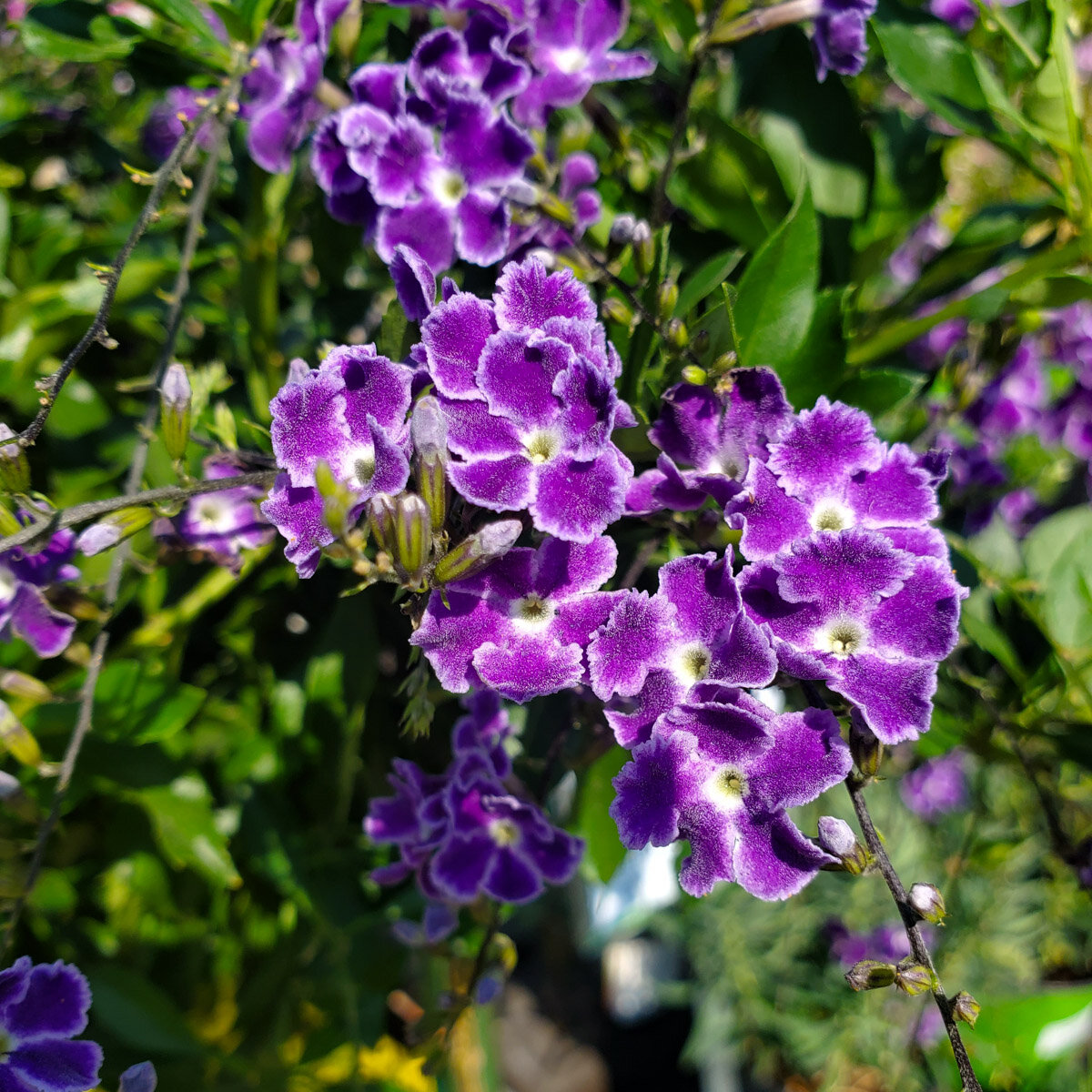 Surprising Duranta Sweet Memory Photos