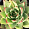 Echeveria Agavoides Ebony Hen and Chicks