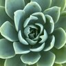 Echeveria Blue Atoll Hen and Chicks