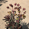 Euphorbia X Miners Merlot Wood Spurge