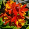 Epidendrum Ibaguense Crufix Orchid
