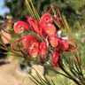 Grevillea Long John Silky Oak