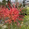 Grevillea Ned Kelly Silky Oak