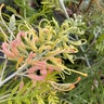 Grevillea X Peaches and Cream Silky Oak