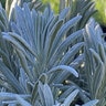 Lavandula X Intermedia Sensational Lavender