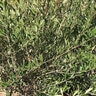 Olea Europaea Fruitless Fruitless Olive