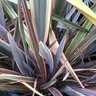 Phormium X Maori Queen Rainbow Queen New Zealand Flax