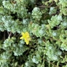 Sedum Oaxacanum Stonecrop