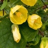 Abutilon X Hybridum Luteus Flowering Maple