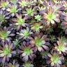 Aeonium Aboreum Tip Top Aeonium