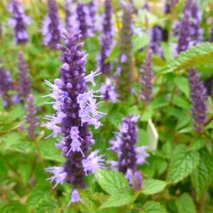 Agastache Rugosa Little Adder Hyssop