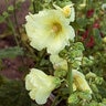 Alcea Rosea Spotlight Sunshine Hollyhock