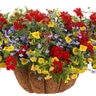 Aladdins Lamps Proven Winners Annual Flower Combination