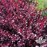Alternanthera Dentata Little Ruby Texas Superstar Josephs Coat