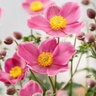 Anemone X Hybrida Fantasy Jasmine Japanese Anemone
