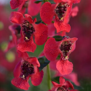 Angelonia Angustifolia Archangel Cherry Red Summer Snapdragon