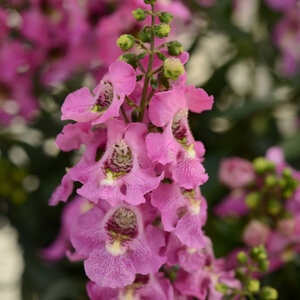 Angelonia Angustifolia Archangel Pink Summer Snapdragon