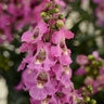 Angelonia Angustifolia Archangel Pink Summer Snapdragon