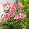 Anemone X Hybrida Fantasy Jasmine Japanese Anemone