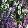 Angelonia Angustifolia Serena Mixture Summer Snapdragon