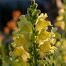 Antirrhinum Majus Liberty Classic Yellow Snapdragon