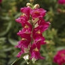 Antirrhinum Majus Rose Bicolor Snapdragon