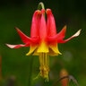 Aquilegia Formosa Crimson Columbine