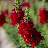 Antirrhinum Majus Red Snapdragon
