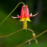 Aquilegia Formosa Crimson Columbine