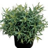 Artemisia Dracunculus Tarragon