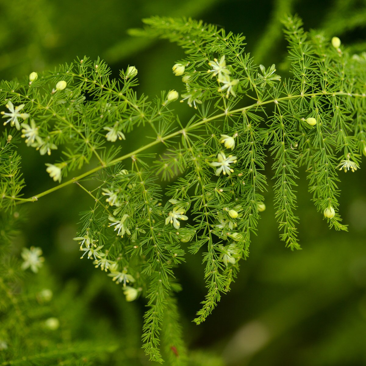 Asparagus Densiflorus Nana Asparagus Fern | SiteOne US