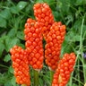 Arum Italicum Italian Arum