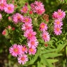 Aster Novae-Angliae Alma Potschke Aster