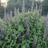Baptisia X Indigo Spires False Indigo