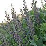 Baptisia X Indigo Spires False Indigo