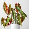 Begonia Maculata Polka Dot Begonia
