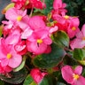 Begonia Semperflorens Super Olympia Pink Green Leaf Begonia