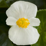 Begonia X Hybrida Tophat White Interspecific Begonia