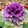 Brassica Oleracea Pigeon Purple Ornamental Kale