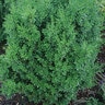 Buxus Sempervirens Arctic Emerald American Boxwood