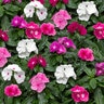 Catharanthus Roseus Cora Vinca