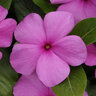 Catharanthus Roseus Titan Lilac Vinca