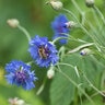 Centaurea Cyanus Cornflower