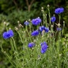 Centaurea Cyanus Cornflower