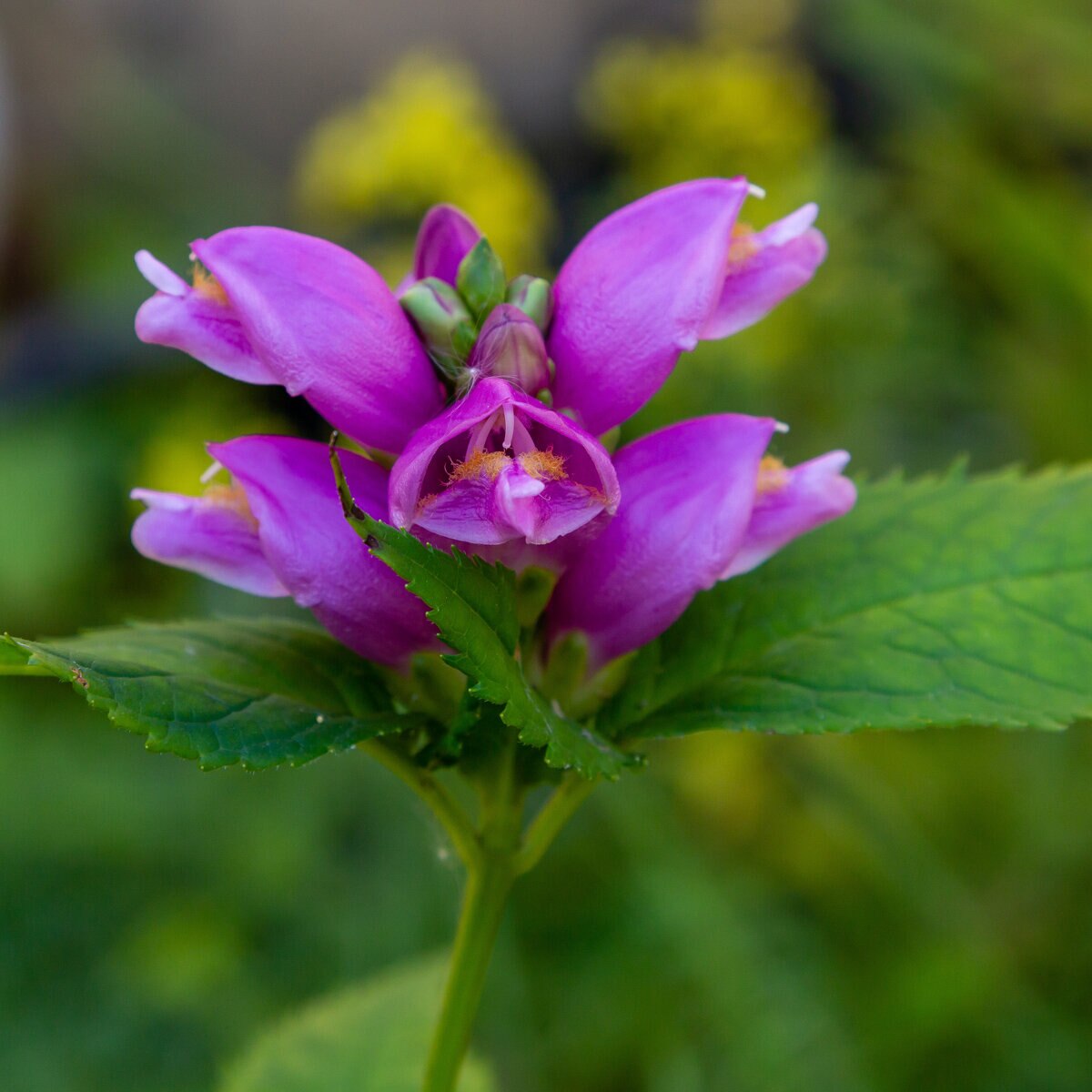 Chelone Obliqua Red Turtlehead | SiteOne US
