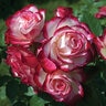 Rosa Grandiflora Cherry Parfait Rose