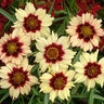 Coreopsis X Autumn Blush Tickseed