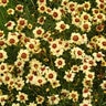 Coreopsis X Autumn Blush Tickseed