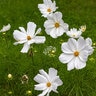 Cosmos Bipinnatus White Mexican Aster